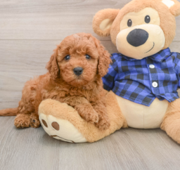5 week old Mini Irish Doodle Puppy For Sale - Lone Star Pups