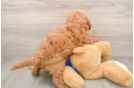 Fluffy Mini Irish Doodle Poodle Mix Pup