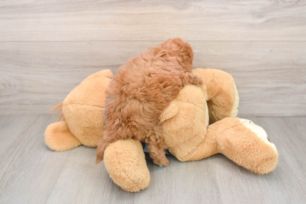 Mini Irish Doodle Pup Being Cute