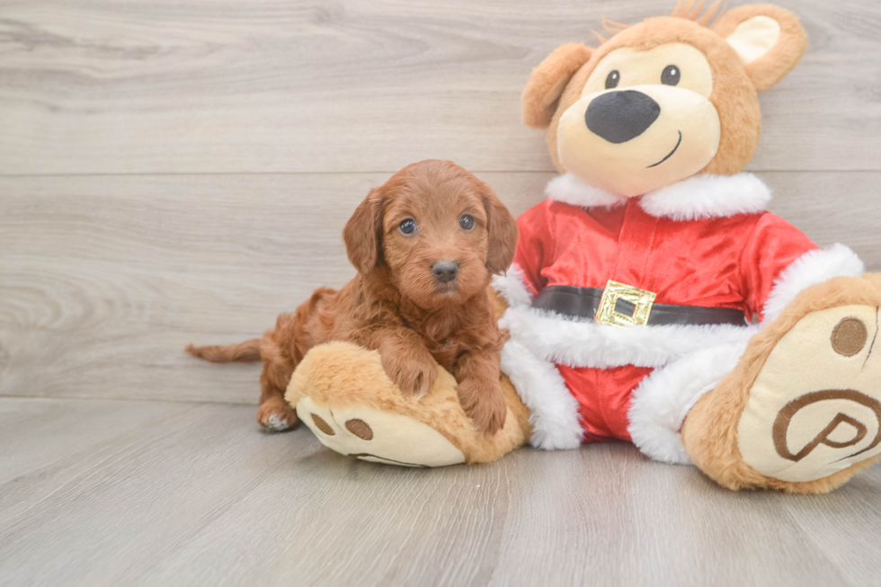 Popular Mini Irish Doodle Poodle Mix Pup