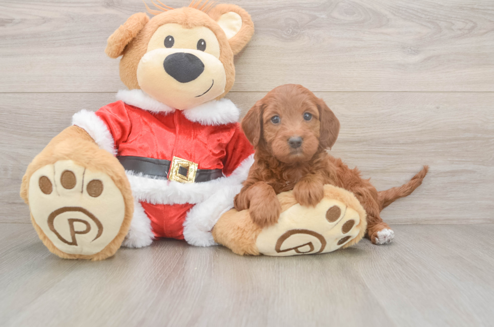 5 week old Mini Irish Doodle Puppy For Sale - Lone Star Pups