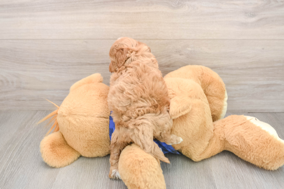 Mini Irish Doodle Puppy for Adoption