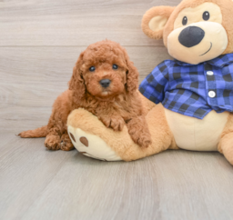 7 week old Mini Irish Doodle Puppy For Sale - Lone Star Pups