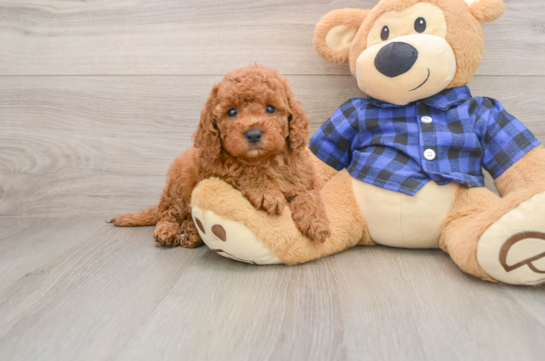 Playful Mini Irishdoodle Poodle Mix Puppy