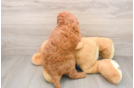 Mini Irish Doodle Puppy for Adoption