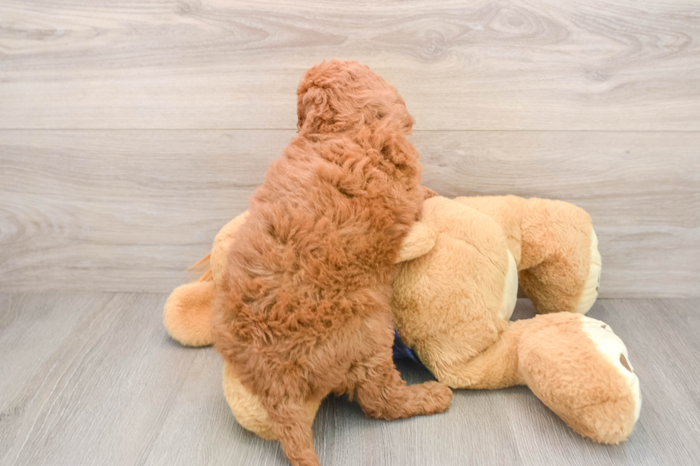 Mini Irish Doodle Puppy for Adoption