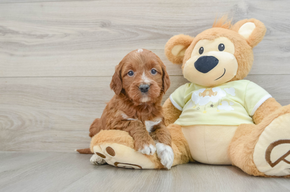 6 week old Mini Irish Doodle Puppy For Sale - Lone Star Pups