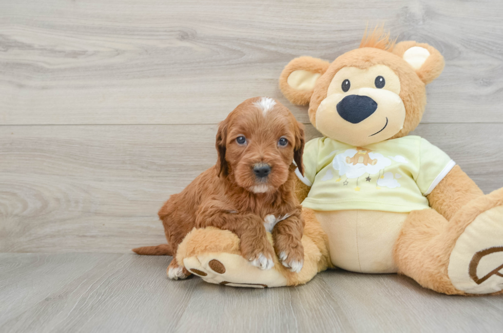 6 week old Mini Irish Doodle Puppy For Sale - Lone Star Pups