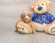 7 week old Mini Irish Doodle Puppy For Sale - Lone Star Pups