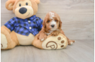 Best Mini Irish Doodle Baby