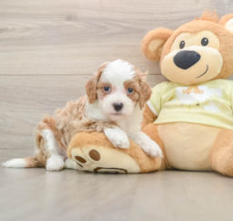 6 week old Mini Irish Doodle Puppy For Sale - Lone Star Pups
