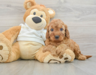 5 week old Mini Irish Doodle Puppy For Sale - Lone Star Pups