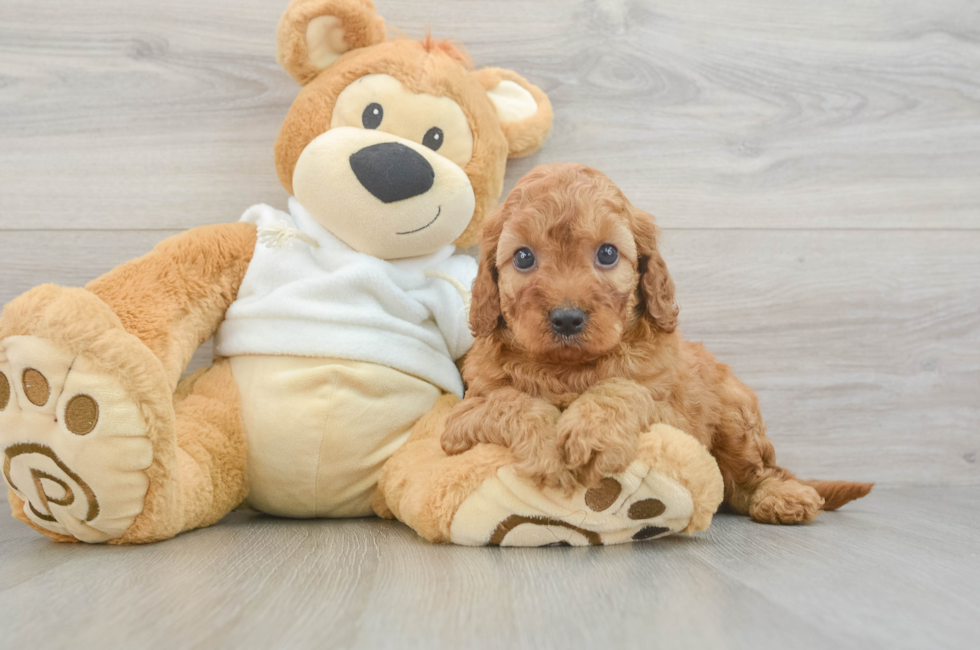 5 week old Mini Irish Doodle Puppy For Sale - Lone Star Pups