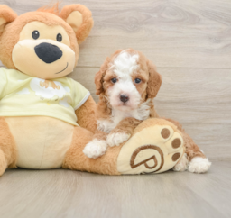 6 week old Mini Irish Doodle Puppy For Sale - Lone Star Pups