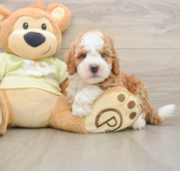 6 week old Mini Irish Doodle Puppy For Sale - Lone Star Pups
