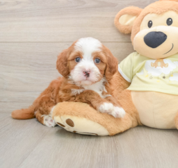6 week old Mini Irish Doodle Puppy For Sale - Lone Star Pups