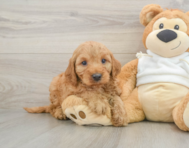 5 week old Mini Irish Doodle Puppy For Sale - Lone Star Pups