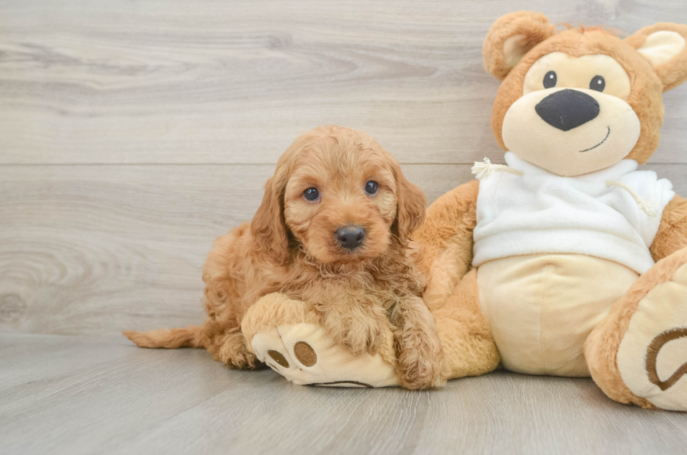 5 week old Mini Irish Doodle Puppy For Sale - Lone Star Pups