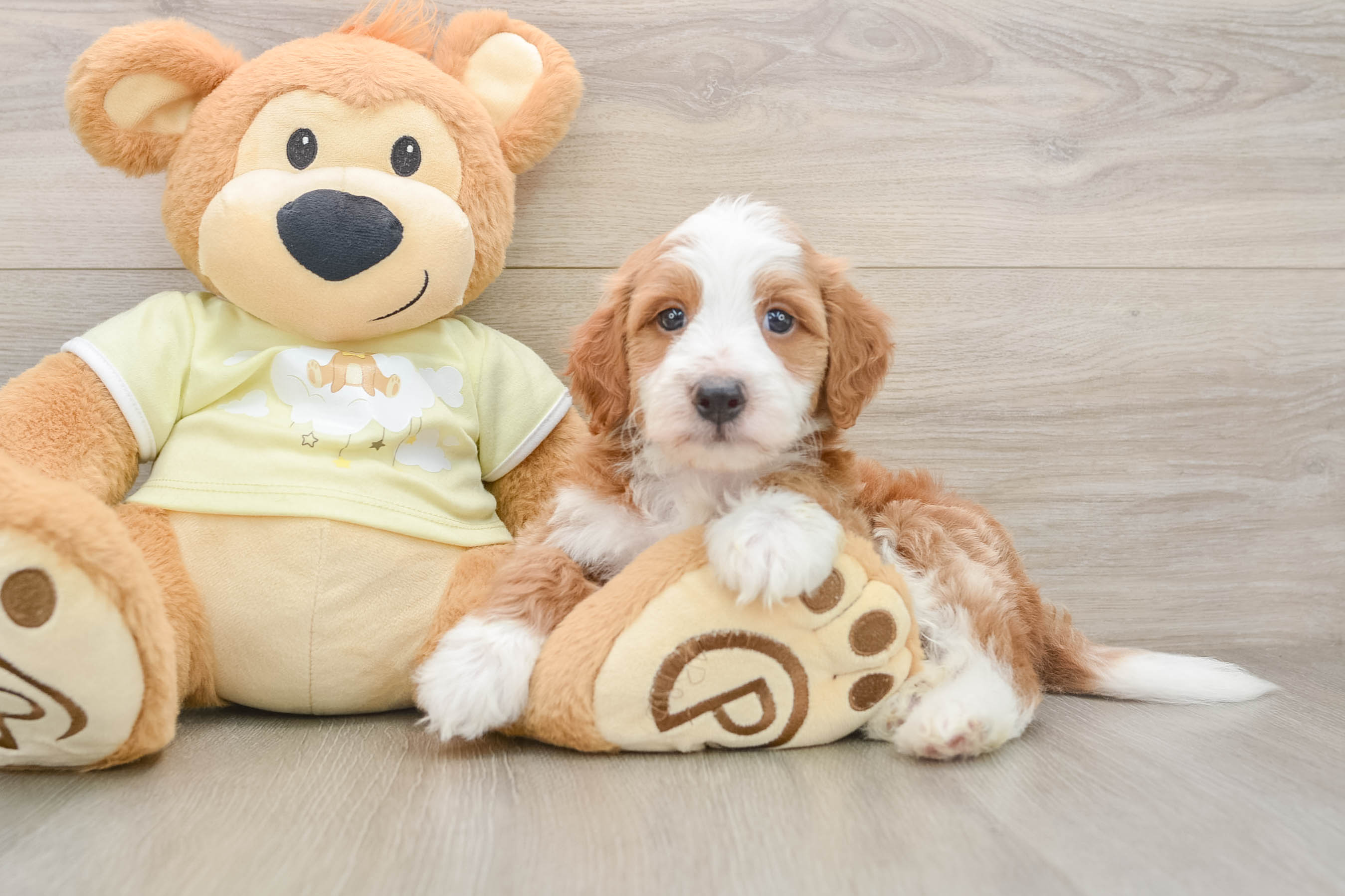 Funny Mini Irish Doodle Poodle Mix Pup