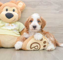 6 week old Mini Irish Doodle Puppy For Sale - Lone Star Pups