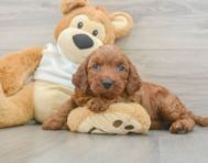 5 week old Mini Irish Doodle Puppy For Sale - Lone Star Pups