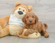 5 week old Mini Irish Doodle Puppy For Sale - Lone Star Pups
