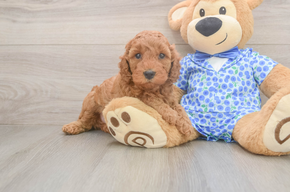 5 week old Mini Irish Doodle Puppy For Sale - Lone Star Pups