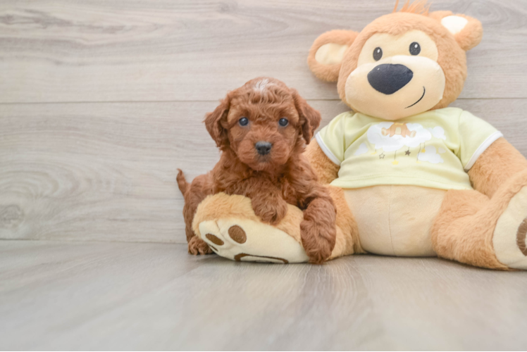 Mini Irish Doodle Puppy for Adoption