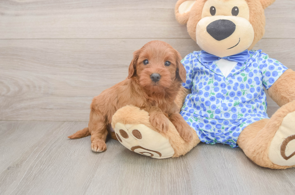5 week old Mini Irish Doodle Puppy For Sale - Lone Star Pups