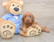 7 week old Mini Irish Doodle Puppy For Sale - Lone Star Pups