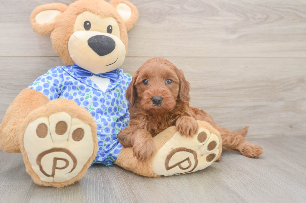 5 week old Mini Irish Doodle Puppy For Sale - Lone Star Pups