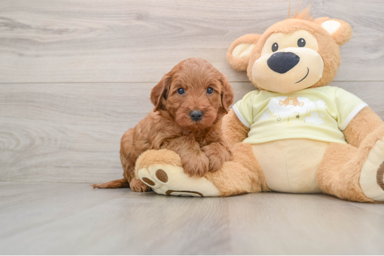 Playful Irish Setterpoo Poodle Mix Puppy
