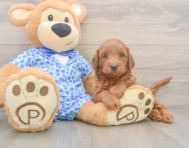 5 week old Mini Irish Doodle Puppy For Sale - Lone Star Pups