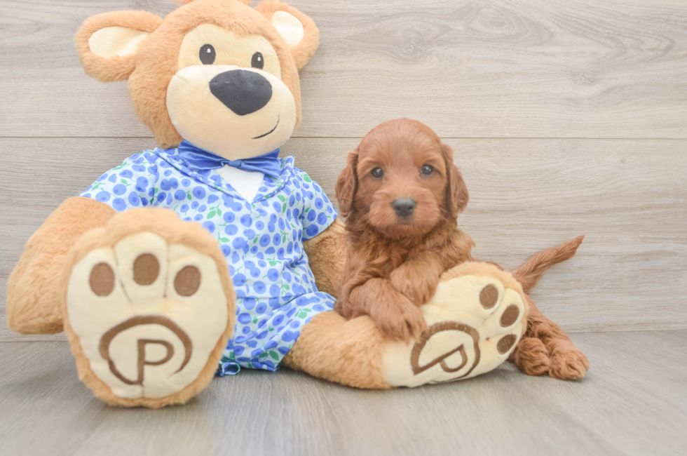 5 week old Mini Irish Doodle Puppy For Sale - Lone Star Pups