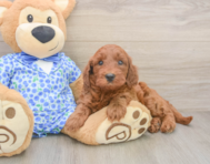 7 week old Mini Irish Doodle Puppy For Sale - Lone Star Pups