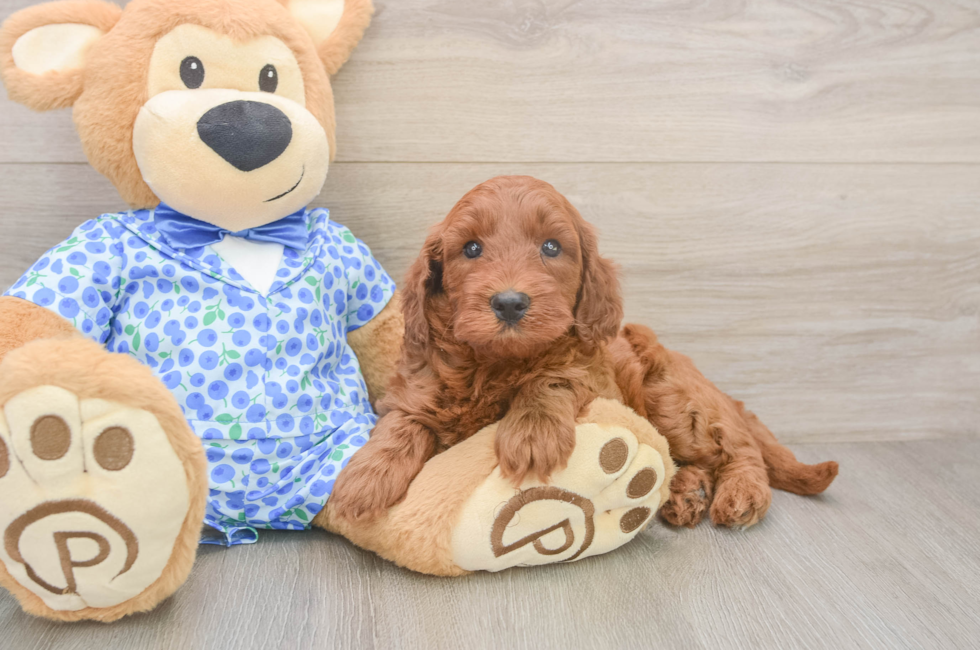 5 week old Mini Irish Doodle Puppy For Sale - Lone Star Pups
