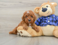 5 week old Mini Irish Doodle Puppy For Sale - Lone Star Pups