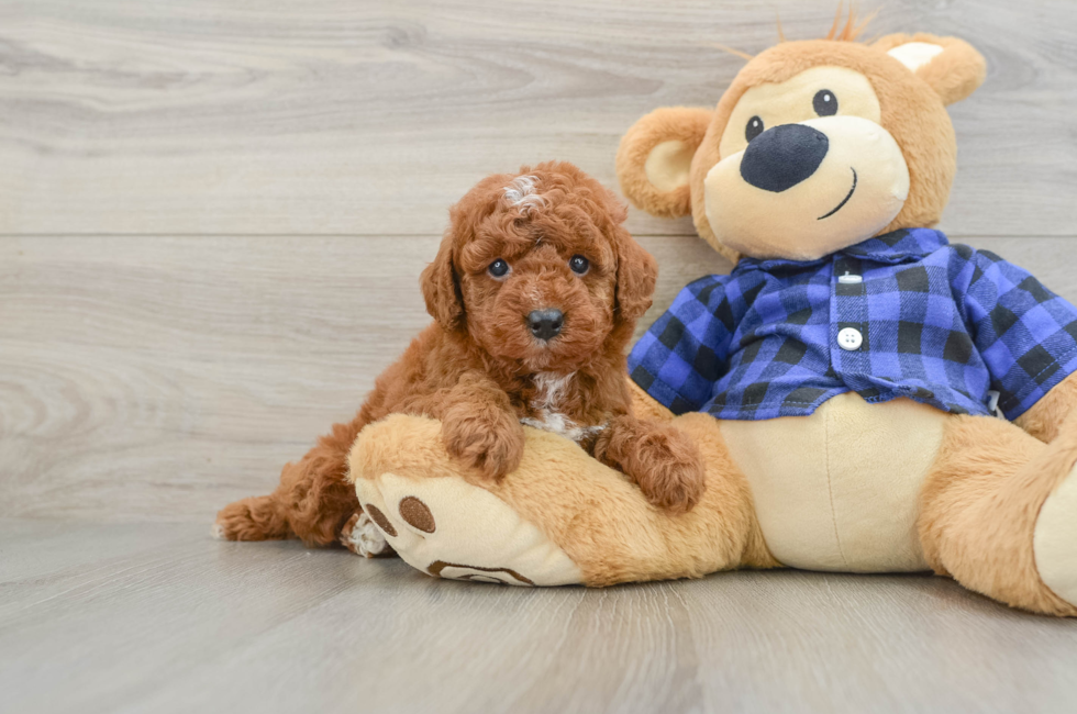 6 week old Mini Irish Doodle Puppy For Sale - Lone Star Pups