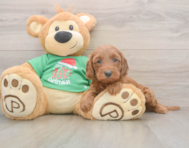 5 week old Mini Irish Doodle Puppy For Sale - Lone Star Pups