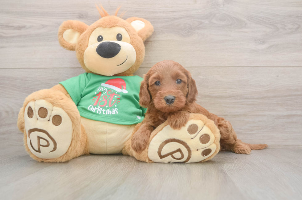 5 week old Mini Irish Doodle Puppy For Sale - Lone Star Pups