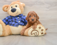 5 week old Mini Irish Doodle Puppy For Sale - Lone Star Pups