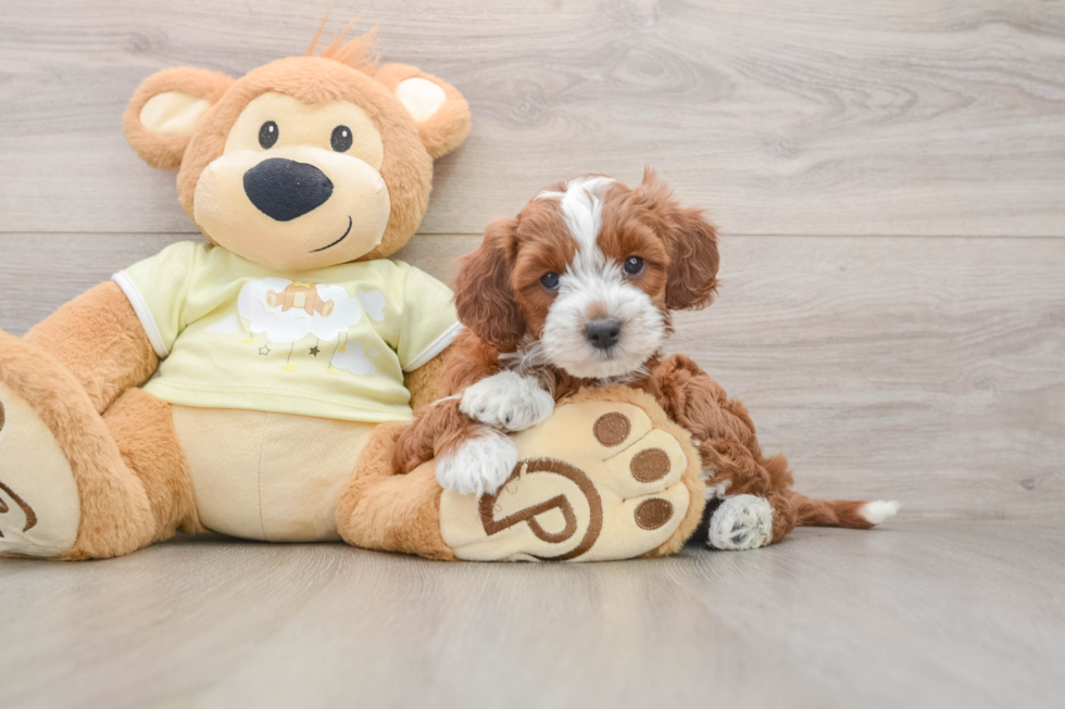 Adorable Irish Setterpoo Poodle Mix Puppy