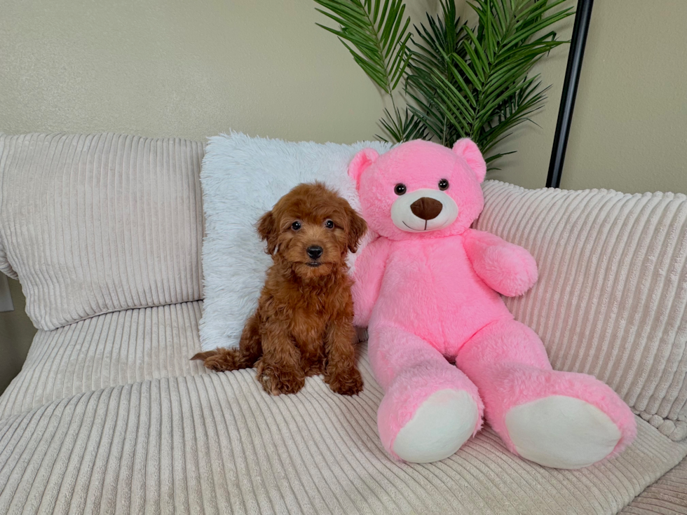 Mini Irish Doodle Puppy for Adoption