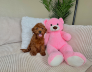 9 week old Mini Irish Doodle Puppy For Sale - Lone Star Pups