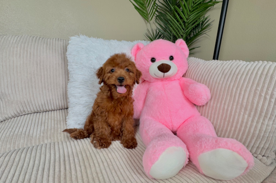 Best Mini Irish Doodle Baby