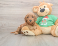 6 week old Mini Irish Doodle Puppy For Sale - Lone Star Pups