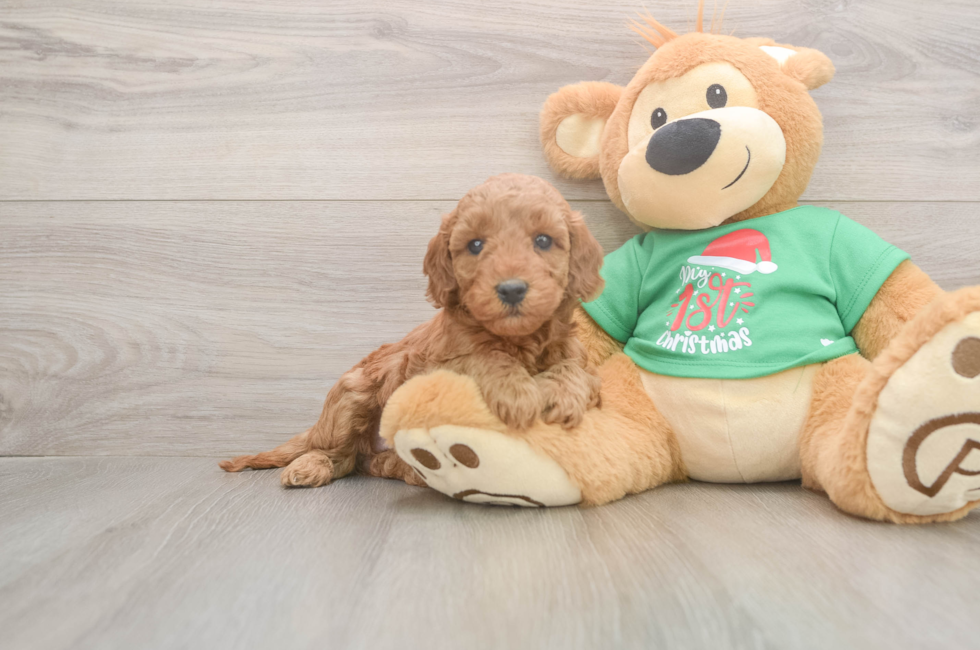 5 week old Mini Irish Doodle Puppy For Sale - Lone Star Pups