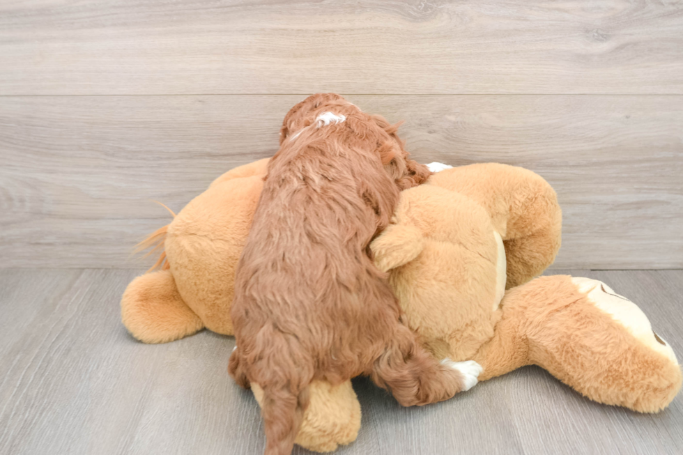 Mini Irish Doodle Pup Being Cute