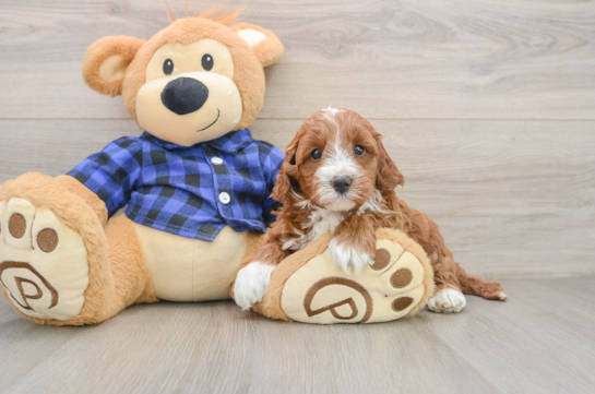 Mini Irish Doodle Pup Being Cute