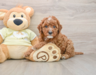 8 week old Mini Irish Doodle Puppy For Sale - Lone Star Pups
